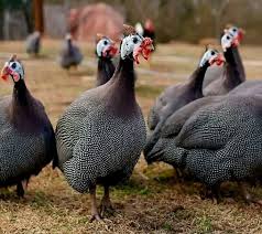 Guinea fowl with chick