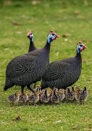 Guinea fowl flock on the farm