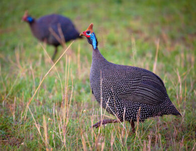 Guinea Fowl flock at Atibire's Farm